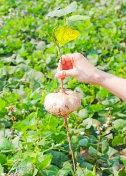 Sow Exotic Rare Fruiting Plants Jicama (Pachyrhizus Erosus)