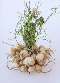 Sow Exotic Rare Fruiting Plants Jicama (Pachyrhizus Erosus)