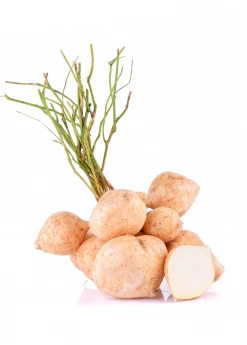 Sow Exotic Rare Fruiting Plants Jicama (Pachyrhizus Erosus)