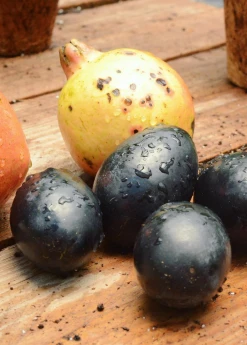 Sow Exotic Avocado 'Joey' (Persea Americana)