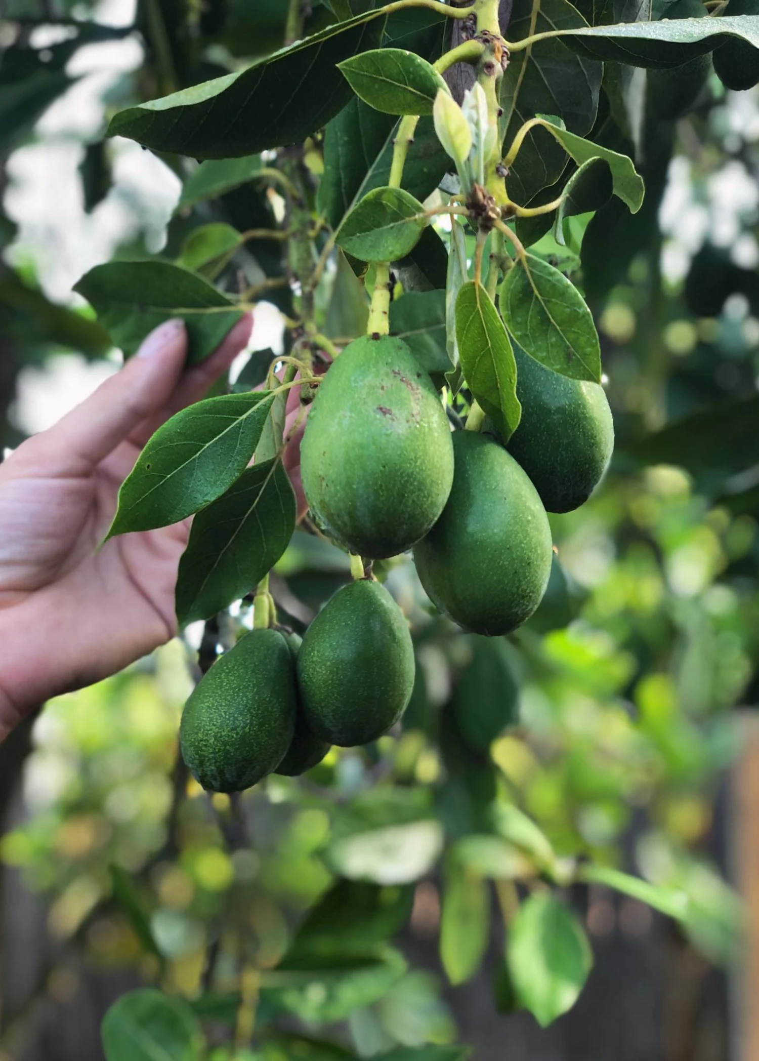 Sow Exotic Avocado 'Joey' (Persea Americana) 1 Sow Exotic Avocado 'Joey' (Persea Americana)