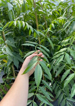 Sow Exotic June Plum (Spondias Dulcis) Tropical Fruit & Spice Trees