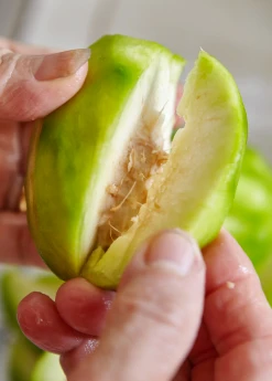 Sow Exotic June Plum (Spondias Dulcis) Tropical Fruit & Spice Trees