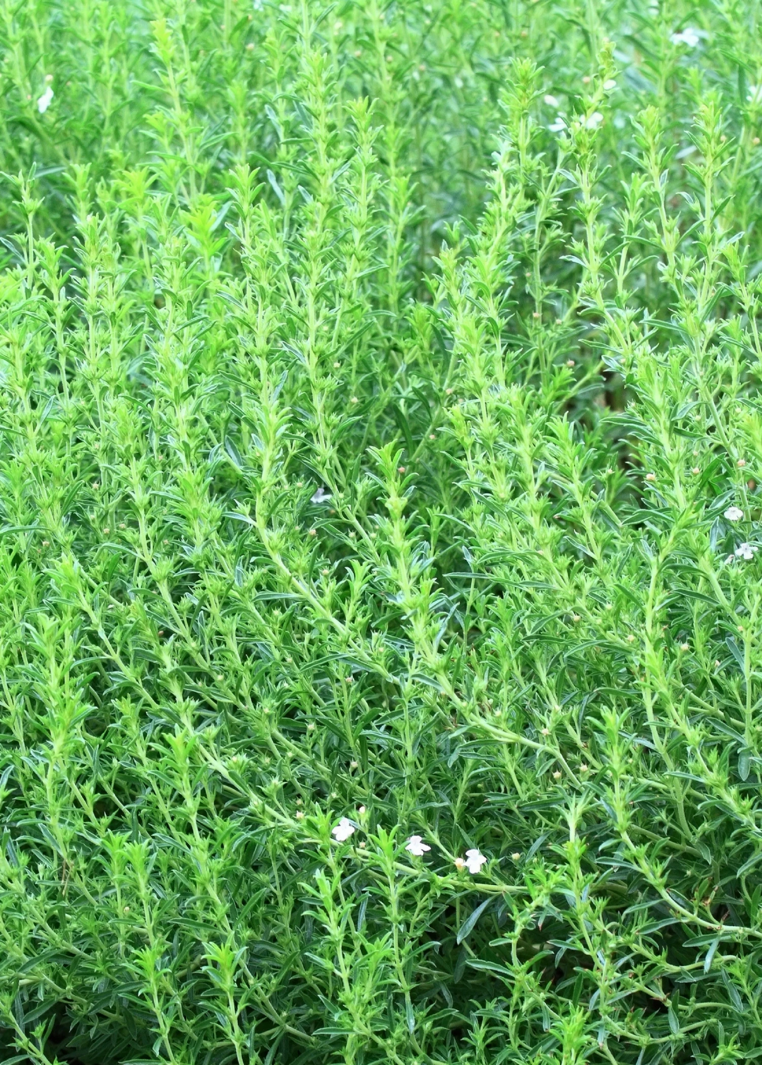 Sow Exotic Medicinal & Culinary Herbs Jamaican Mint Tree, Kama Sutra Mint (Satureja Viminea) 2 Sow Exotic Medicinal & Culinary Herbs Jamaican Mint Tree, Kama Sutra Mint (Satureja Viminea)