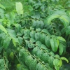 Sow Exotic Katuk (Sauropus Androgynus) Medicinal & Culinary Herbs