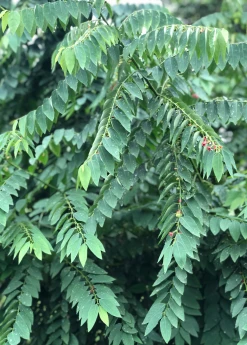 Sow Exotic Katuk (Sauropus Androgynus) Medicinal & Culinary Herbs