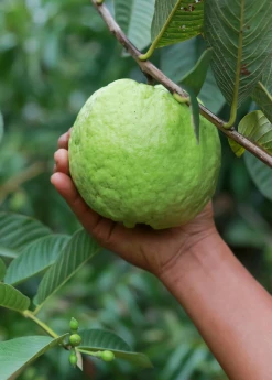 Sow Exotic Guava 'Kilo' (Psidium Guajava) Tropical Fruit & Spice Trees