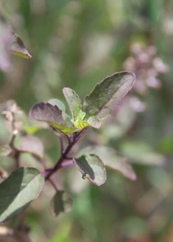 Sow Exotic Tulsi 'Krishna' (Ocimum Tenuiflorum) Medicinal & Culinary Herbs