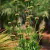 Sow Exotic Medicinal & Culinary Herbs Klip Dagga (Leonotis Nepetifolia)