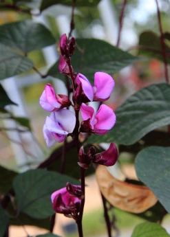 Sow Exotic Lablab Bean (Lablab Purpureus)