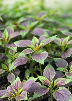 Sow Exotic Lagos Spinach (Celosia Argentea) Medicinal & Culinary Herbs