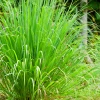 Sow Exotic Lemongrass (Cymbopogon) Medicinal & Culinary Herbs