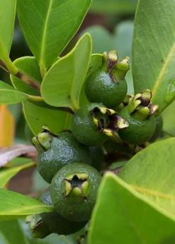 Sow Exotic Tropical Fruit & Spice Trees Guava, Lemon (Psidium Littorale)