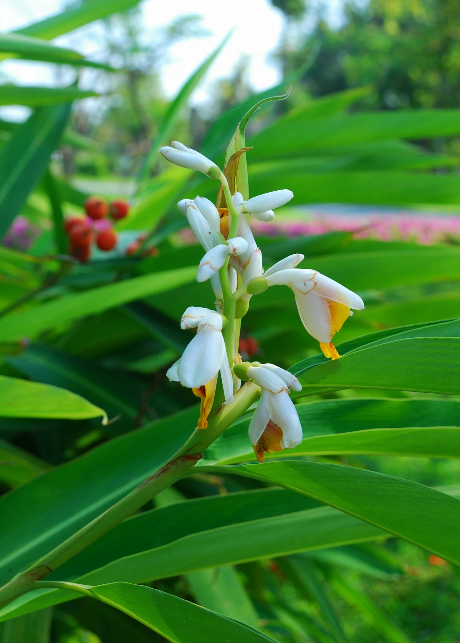 Sow Exotic Lesser Galangal (Alpinia Officinarum) Medicinal & Culinary Herbs 1 Sow Exotic Lesser Galangal (Alpinia Officinarum) Medicinal & Culinary Herbs