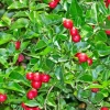 Sow Exotic Rare Fruiting Plants Limeberry (Triphasia Trifolia)