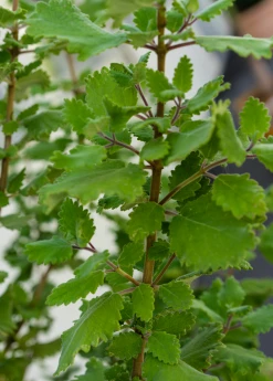 Sow Exotic Medicinal & Culinary Herbs Iboza (Iboza Riparia)