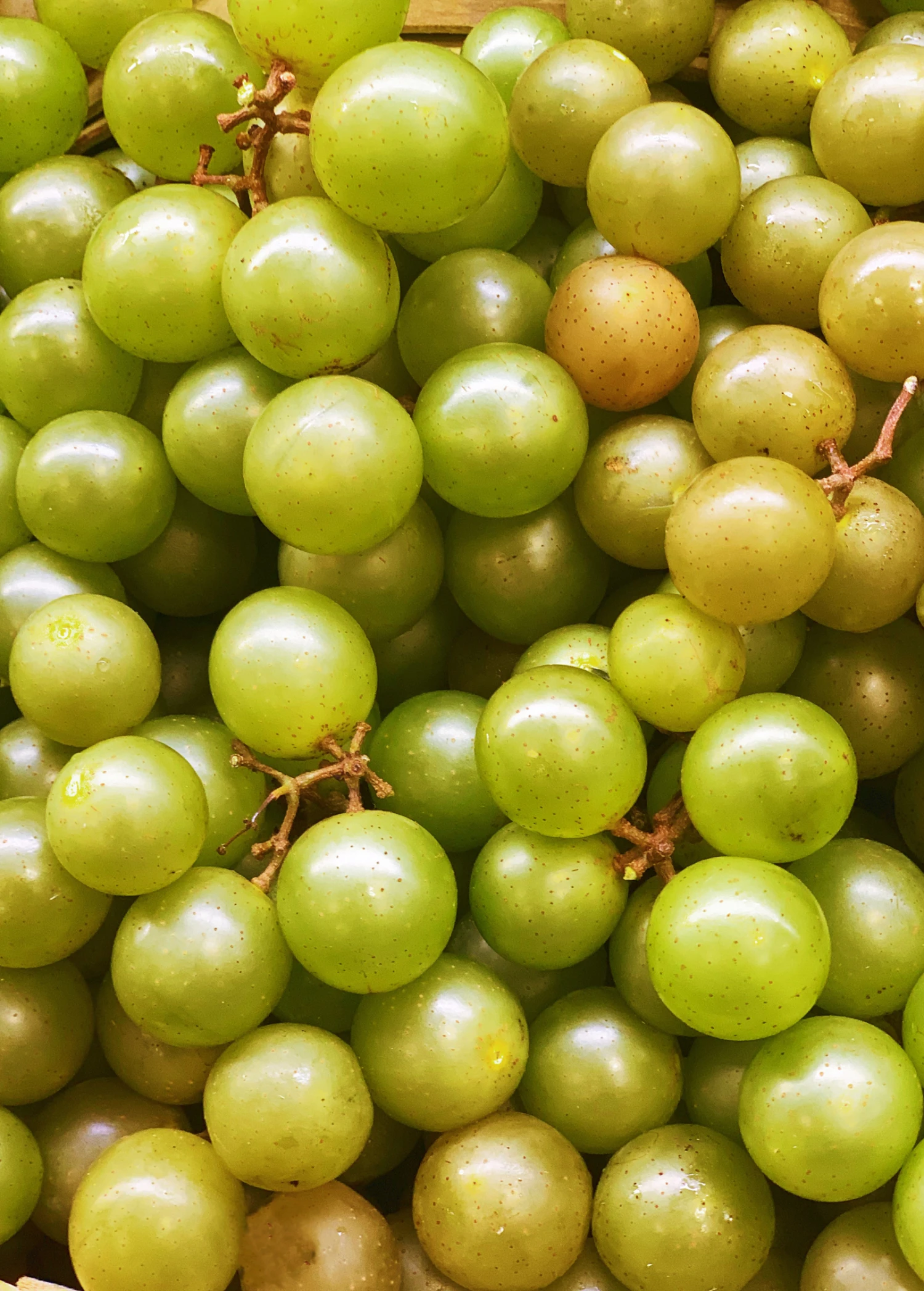 Sow Exotic Rare Fruiting Plants Muscadine Grape 'Welder' (Vitis Rotundifolia) 1 Sow Exotic Rare Fruiting Plants Muscadine Grape 'Welder' (Vitis Rotundifolia)