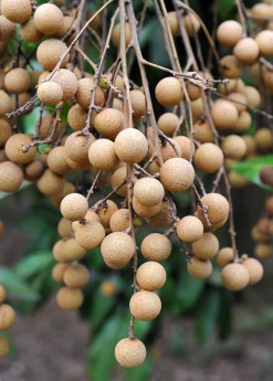 Sow Exotic Tropical Fruit & Spice Trees Longan, Pink 'Sri Chompoo' (Dimocarpus Longan)