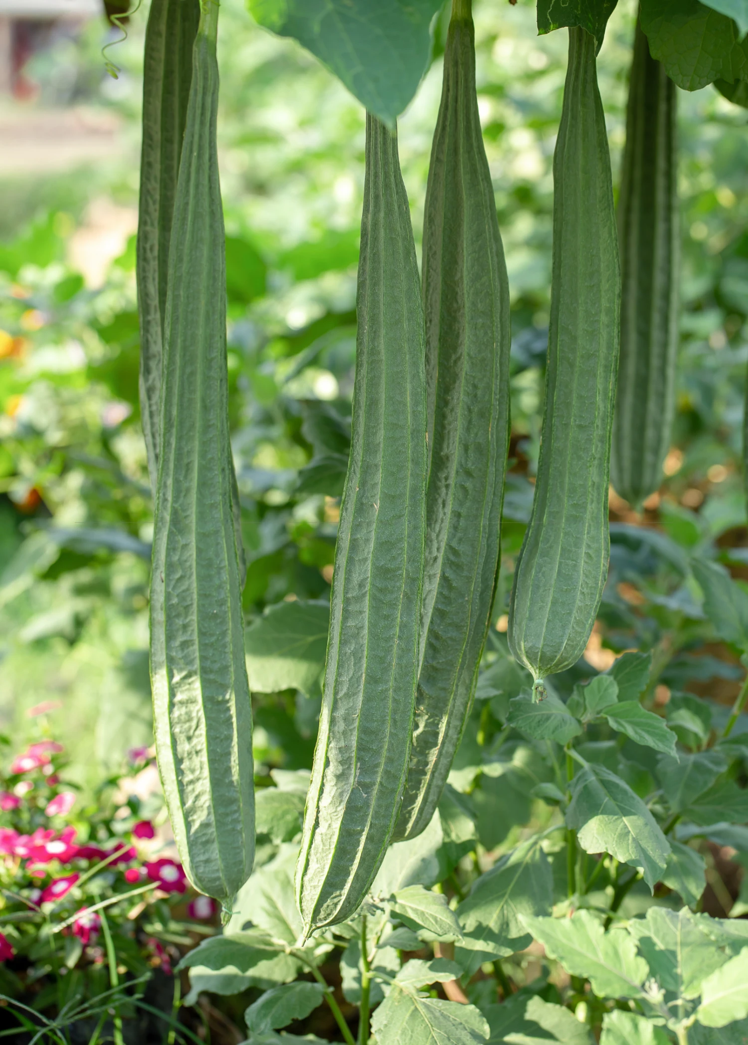 Sow Exotic Rare Fruiting Plants Loofah Gourd (Luffa Aegyptiaca) 3 Sow Exotic Rare Fruiting Plants Loofah Gourd (Luffa Aegyptiaca)