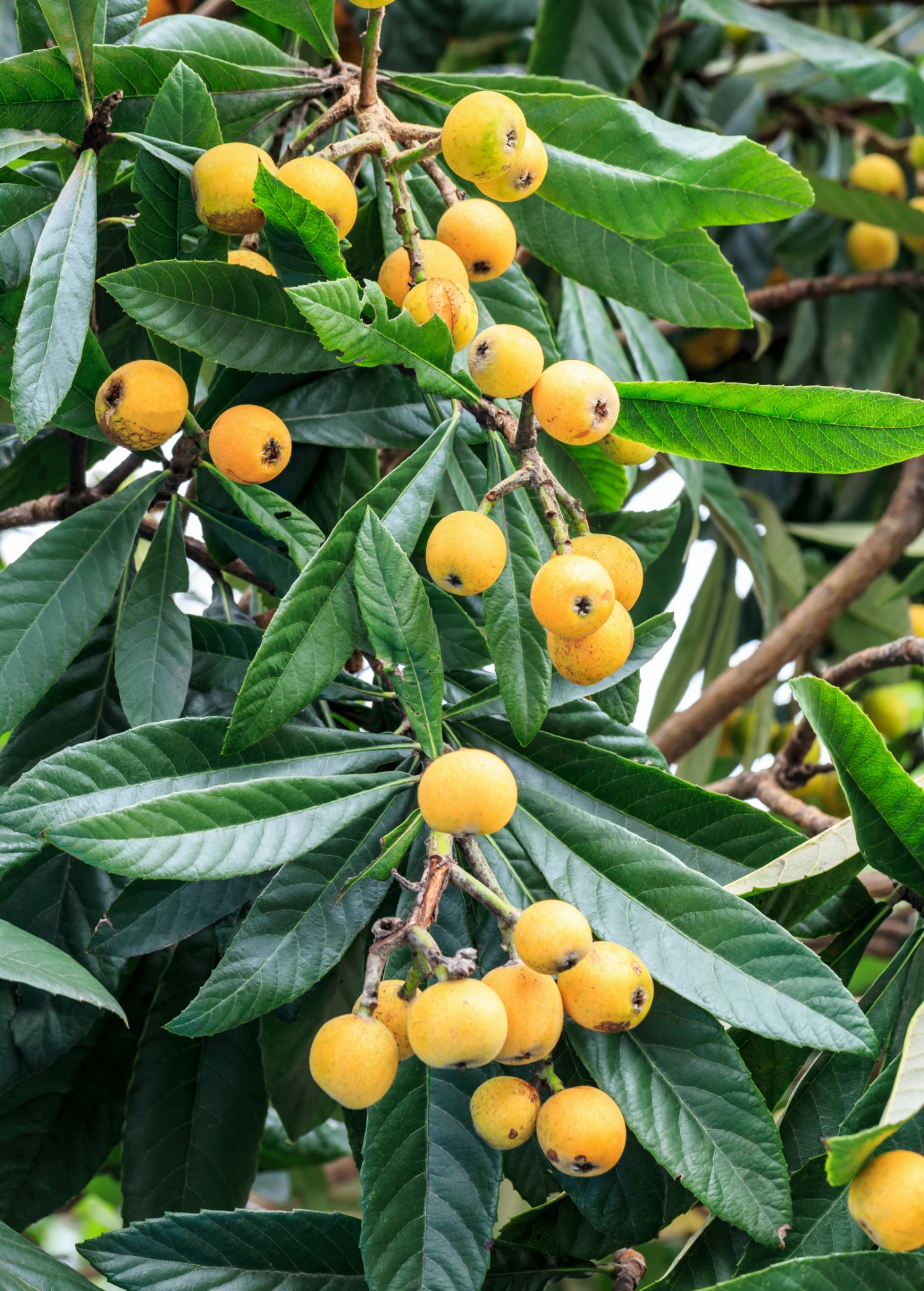 Sow Exotic Loquat Seedling (Eriobotrya Japonica) Tropical Fruit & Spice Trees 4 Sow Exotic Loquat Seedling (Eriobotrya Japonica) Tropical Fruit & Spice Trees