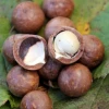 Sow Exotic Macadamia 'Queen Anne' (Macadamia Integrifolia) Tropical Fruit & Spice Trees