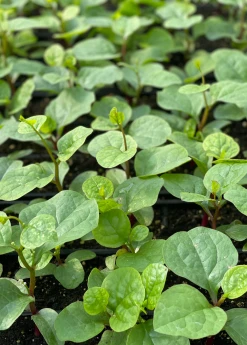 Sow Exotic Medicinal & Culinary Herbs Malabar Spinach (Basella Alba) 7 Sow Exotic Medicinal & Culinary Herbs Malabar Spinach (Basella Alba)