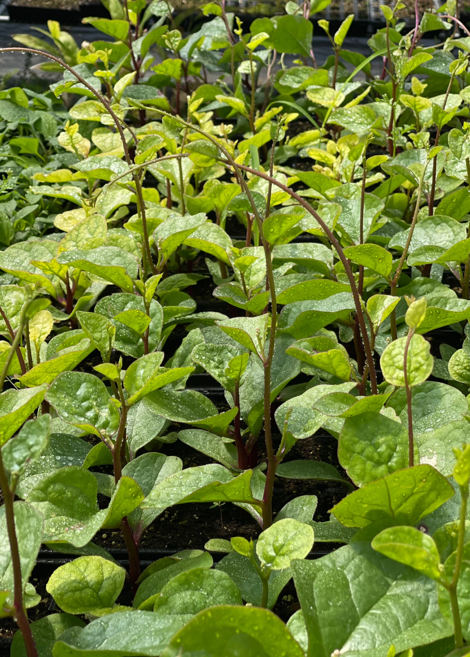 Sow Exotic Medicinal & Culinary Herbs Malabar Spinach (Basella Alba) 1 Sow Exotic Medicinal & Culinary Herbs Malabar Spinach (Basella Alba)