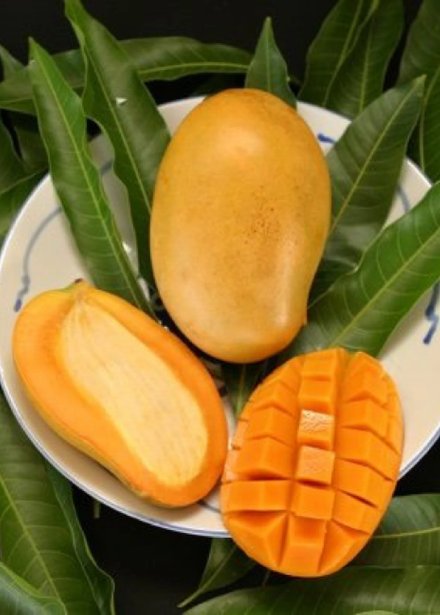 Sow Exotic Mango 'Mallika' (Mangifera Indica)