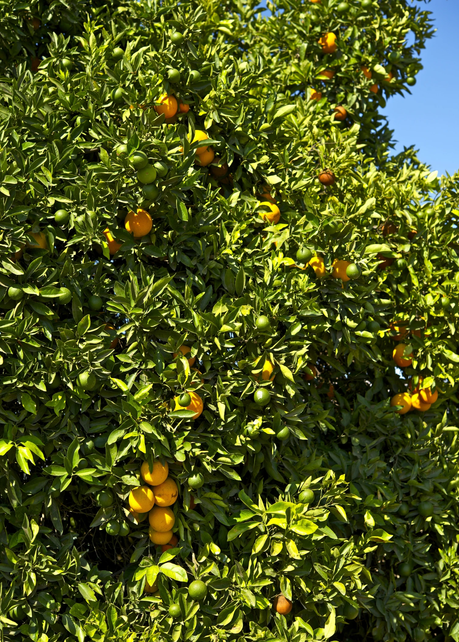 Sow Exotic Honeybell Orange (Citrus Reticulata X C. Paradise)