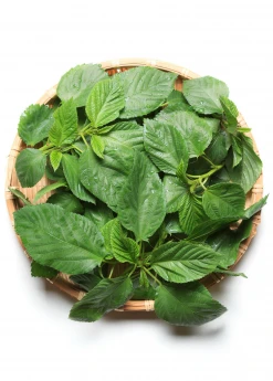 Sow Exotic Molokhia (Corchorus Olitorius) Medicinal & Culinary Herbs