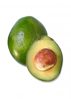 Sow Exotic Avocado 'Monroe' (Persia Americana)