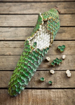 Sow Exotic Monstera Deliciosa, Swiss Cheese Plant Rare Fruiting Plants