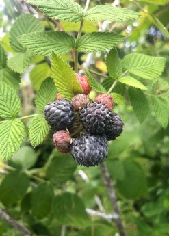 Sow Exotic Raspberry 'Mysore' (Rubus Niveus) Rare Fruiting Plants