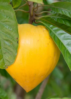 Sow Exotic Tropical Fruit & Spice Trees Canistel 'Oro' (Pouteria Campechiana)