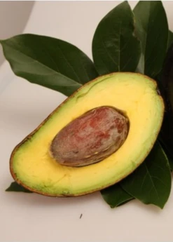Sow Exotic Tropical Fruit & Spice Trees Avocado 'Oro Negro' (Persea Americana)