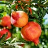 Sow Exotic Tropical Fruit & Spice Trees Pomegranate 'Parfianka' (Punica Granatum)