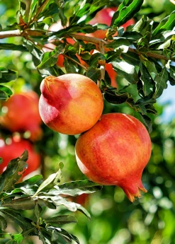 Sow Exotic Tropical Fruit & Spice Trees Pomegranate 'Parfianka' (Punica Granatum)
