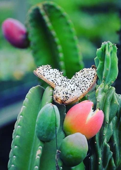 Sow Exotic Peruvian Apple Cactus (Cereus Repandus)