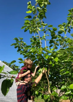Sow Exotic Mulberry 'Shangri La' (Morus Alba X Rubra) Tropical Fruit & Spice Trees 8 Sow Exotic Mulberry 'Shangri La' (Morus Alba X Rubra) Tropical Fruit & Spice Trees