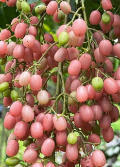 Sow Exotic Pink Wampee (Clausena Excavata) Tropical Fruit & Spice Trees