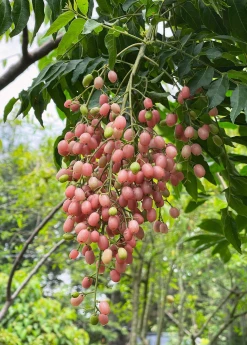 Sow Exotic Pink Wampee (Clausena Excavata) Tropical Fruit & Spice Trees