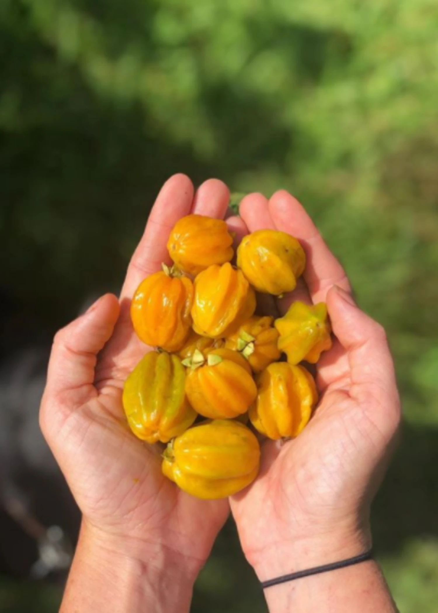 Sow Exotic Pitangatuba (Eugenia Neonitida) 1 Sow Exotic Pitangatuba (Eugenia Neonitida)