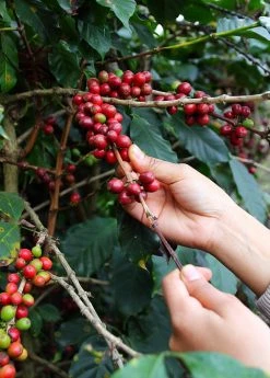 Sow Exotic Coffee (Coffea Arabica)