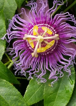 Sow Exotic Passion Fruit Vine ‘Purple Possum’ (Passiflora Edulis)