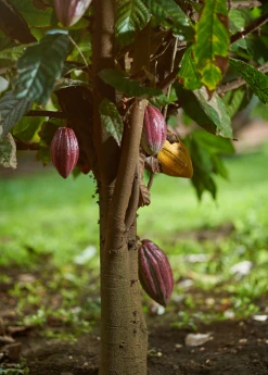 Sow Exotic Red Cacao (Theobroma Cacao)