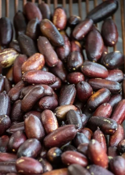 Sow Exotic Red Finger Lime (Citrus Australasica)