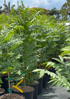 Sow Exotic Tropical Fruit & Spice Trees Red Jocote, Ciruela (Spondias Purpurea)