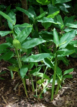 Sow Exotic Arrowroot (Maranta Arundinacea) Medicinal & Culinary Herbs