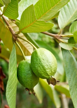 Sow Exotic Tropical Fruit & Spice Trees Guava 'Ruby Supreme' (Psidium Guajava)