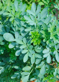 Sow Exotic Medicinal & Culinary Herbs Rue (Ruta Graveolens)